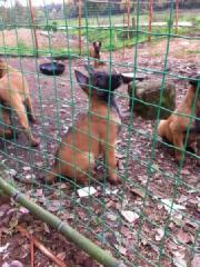 济宁市血统纯正马犬厂家供应血统纯正马犬