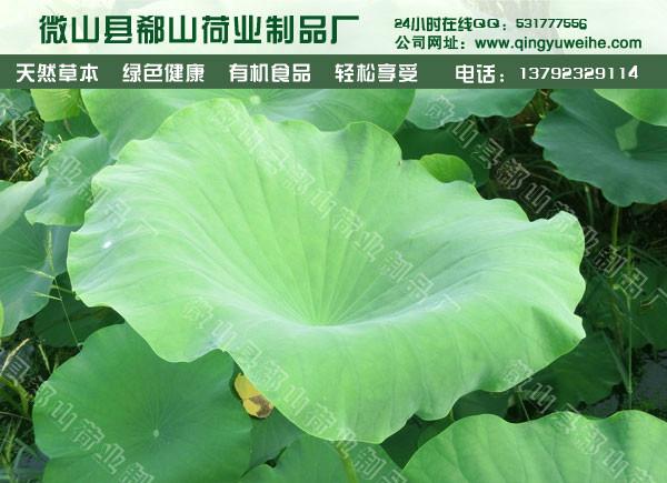 荷叶丝批发荷叶饭荷叶价格图片