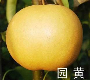供應(yīng)出售梨樹(shù)苗新品 黃金梨樹(shù)苗 皇冠梨樹(shù)苗 嫁接梨樹(shù)品種 價(jià)格低