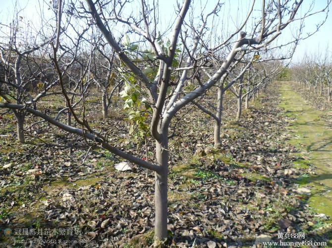 供應(yīng)嫁接大櫻桃苗紅燈美早櫻桃品種