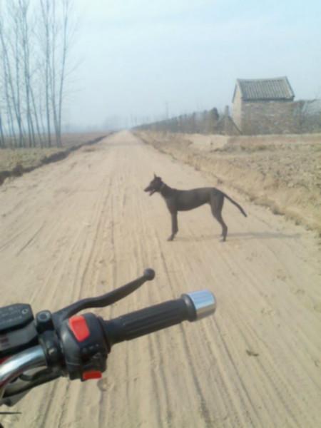 供应石家庄哪里有卖格力犬的格力犬图片