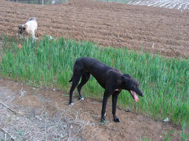 供应哪里有卖全活的格力犬，如何训练格力犬