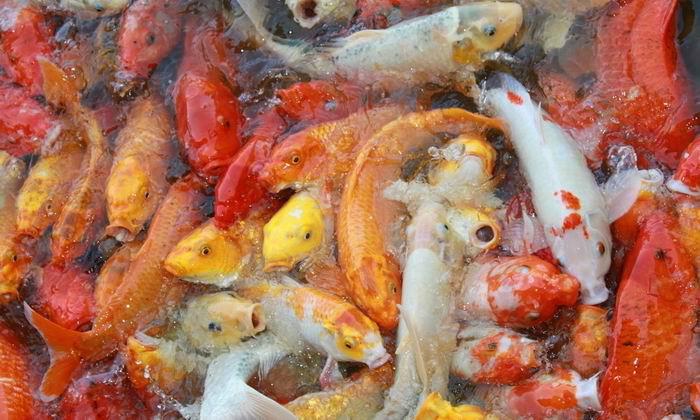 觀賞魚苗批發(fā)提供養(yǎng)殖技術(shù)廠家直銷圖片