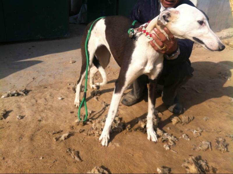 供应血统犬全活格力犬惠比特犬灵缇犬出售血统犬全活格力犬图片