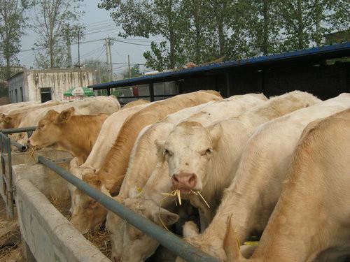 优质夏洛莱牛肉牛犊价格图片