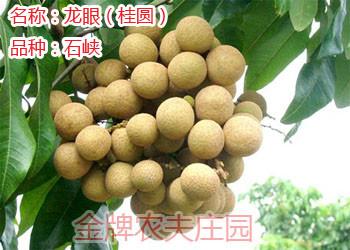 供應(yīng)龍眼桂圓雞心黃皮果代收*代辦經(jīng)紀(jì)儲(chǔ)良石峽古山等品種廣東茂名