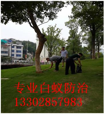 供應(yīng)順德*單位白蟻防治電話