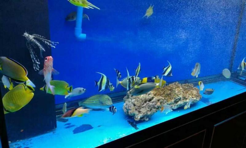 活體海洋展生物海豹海獅出租租賃圖片/活體海洋展生物海豹海獅出租租賃樣板圖 (3)