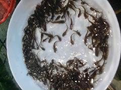 供應(yīng)黃顙魚苗