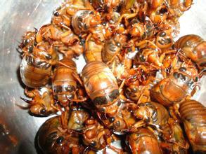 供應(yīng)金蟬知了龜爬拉猴批發(fā)供應(yīng)