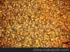 供應(yīng)金蟬知了龜爬拉猴批發(fā)供應(yīng)