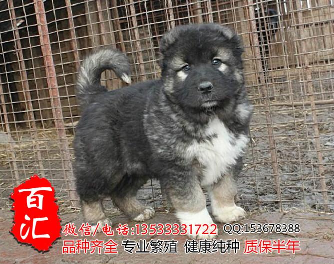 供应广州哪里有卖纯种高加索幼犬 