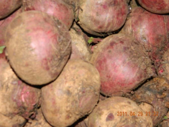 供應(yīng)東北紅蘿卜批發(fā)