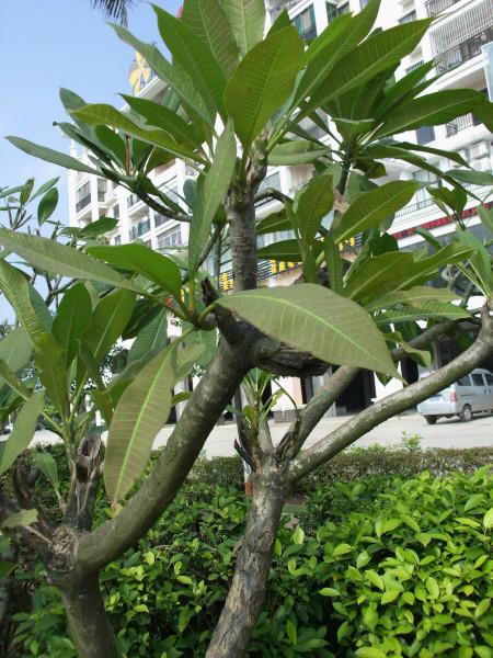 供應(yīng)海南雞蛋花供應(yīng)